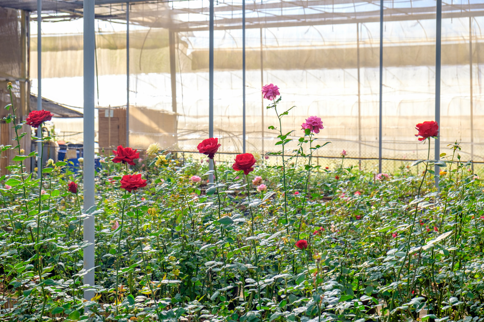 Roses bush garden in plant nursery