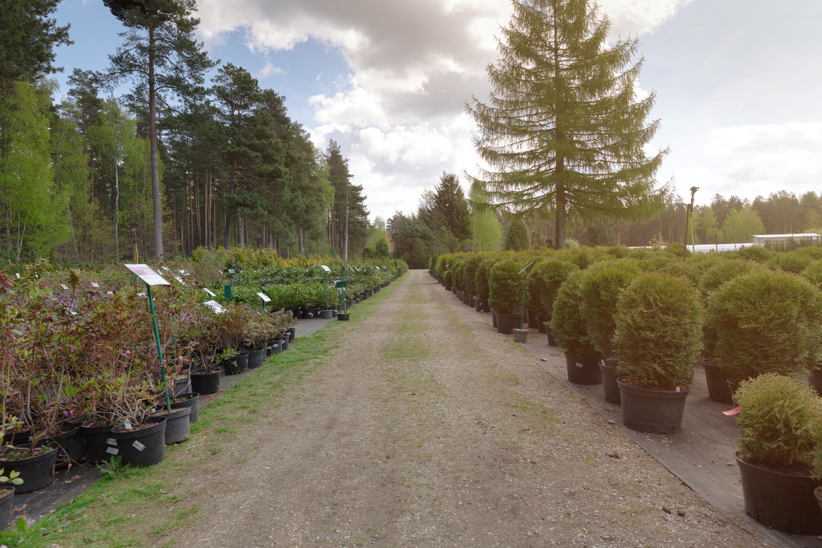 Row of coniferous trees in tree plant garden nursery. Thuja trees at plant nursery